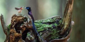 Japanese paradise flycatcher feeding it’s baby