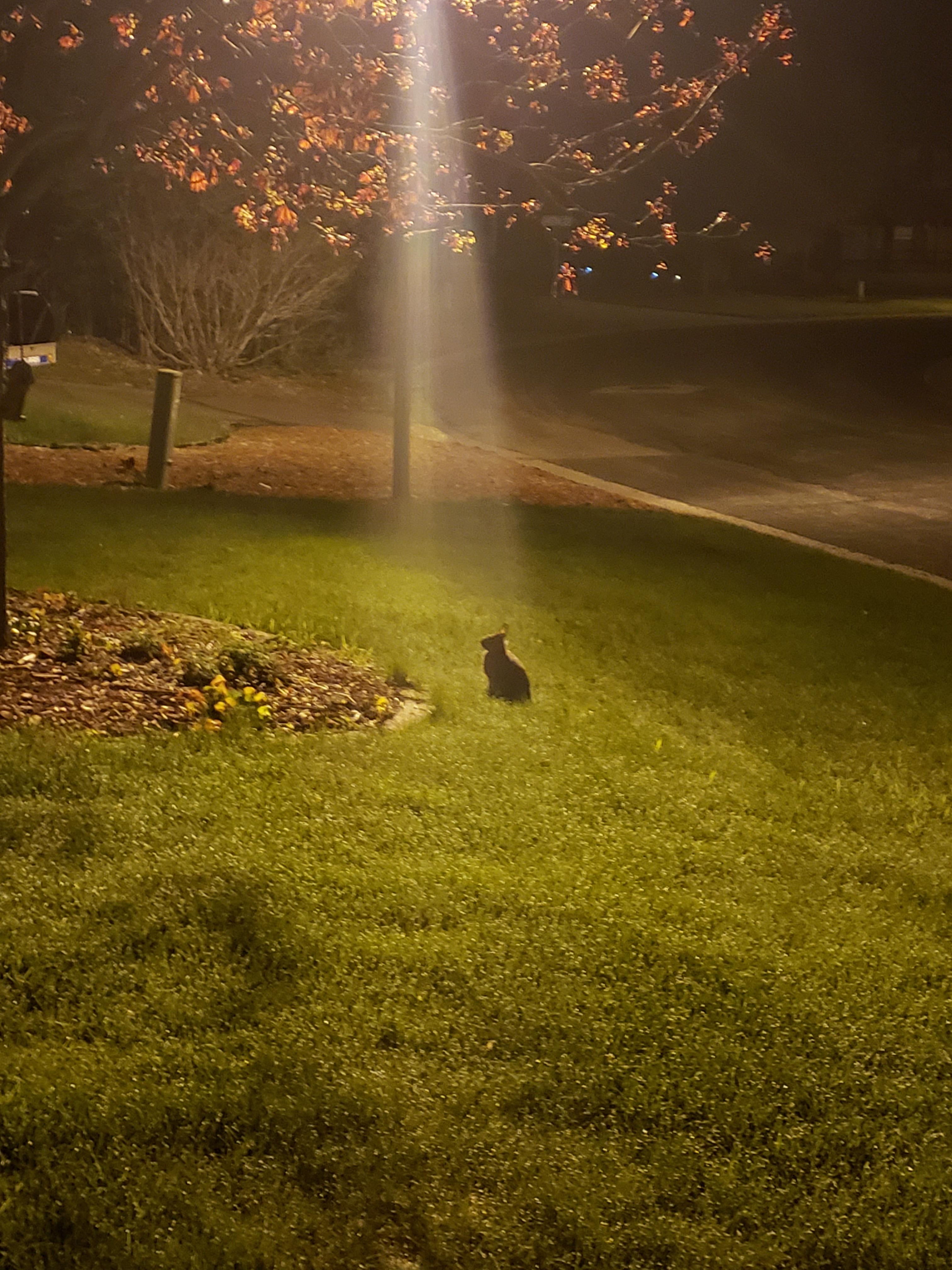 I think this rabbit is getting ready to start a religion...