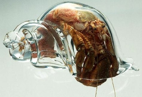 Hermit crab in a glass shell. Neat.