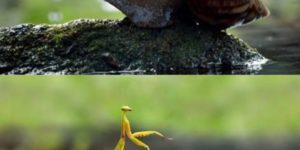 Snails: Nature’s noble steed