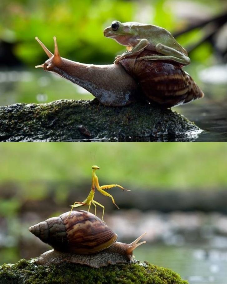 Snails: Nature's noble steed