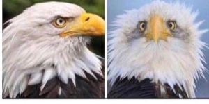 Now I understand why American Bald Eagles are always photographed from the side.