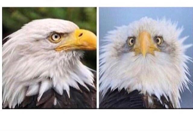 Now I understand why American Bald Eagles are always photographed from the side.