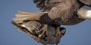 American Bald Eagle talons with Goose for scale.