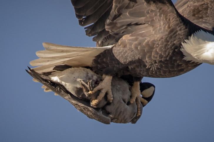 American Bald Eagle talons with Goose for scale.