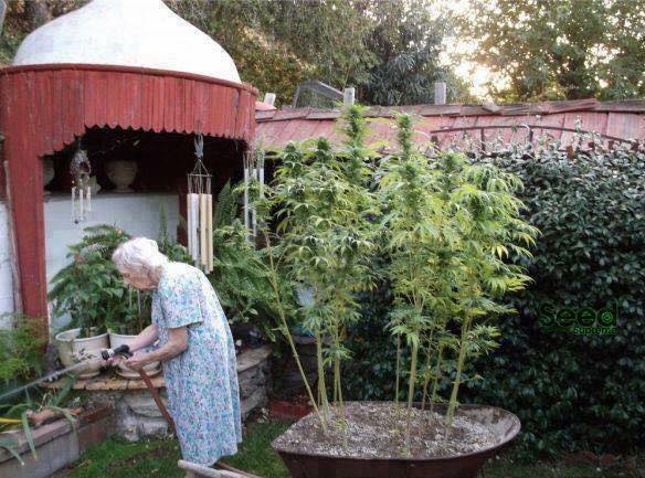 My grandma loves gardening.