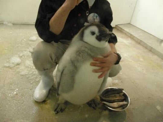 The fattest penguin.