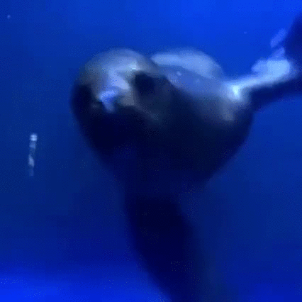 Adorable seal wants to rip your hand off