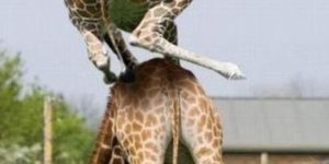 Leapfrog level girafe.