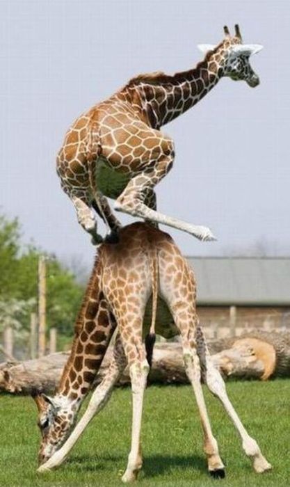 Leapfrog level girafe.