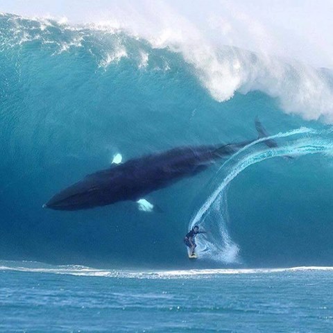 And you were worried about a little shark in the waves...