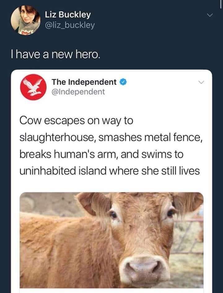 I could worship this cow.