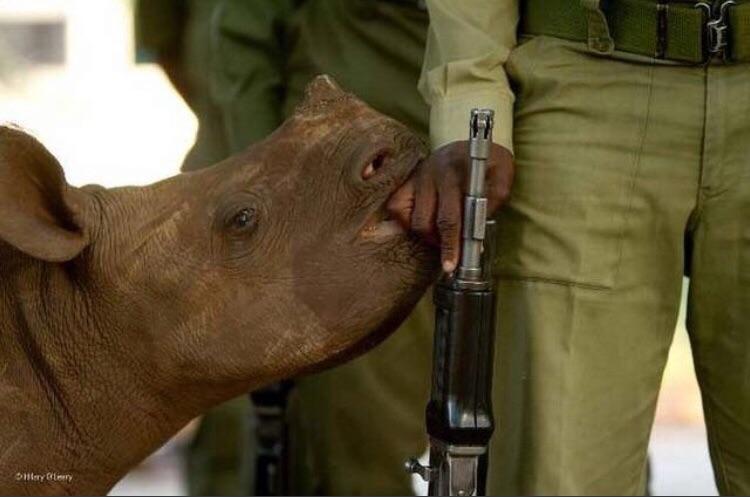 A rhino with his body guard.
