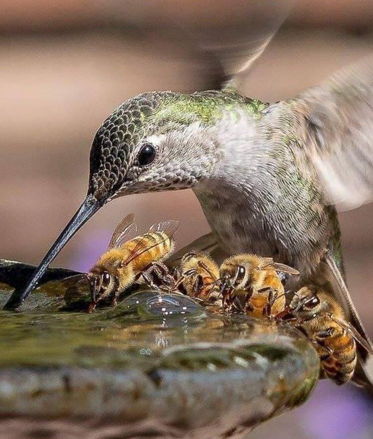 Buzy day at the water hole...