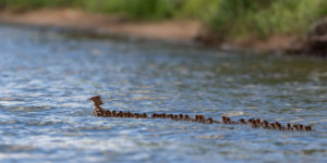 Superhero Mersanger momma with 56 ducklings in tow.
