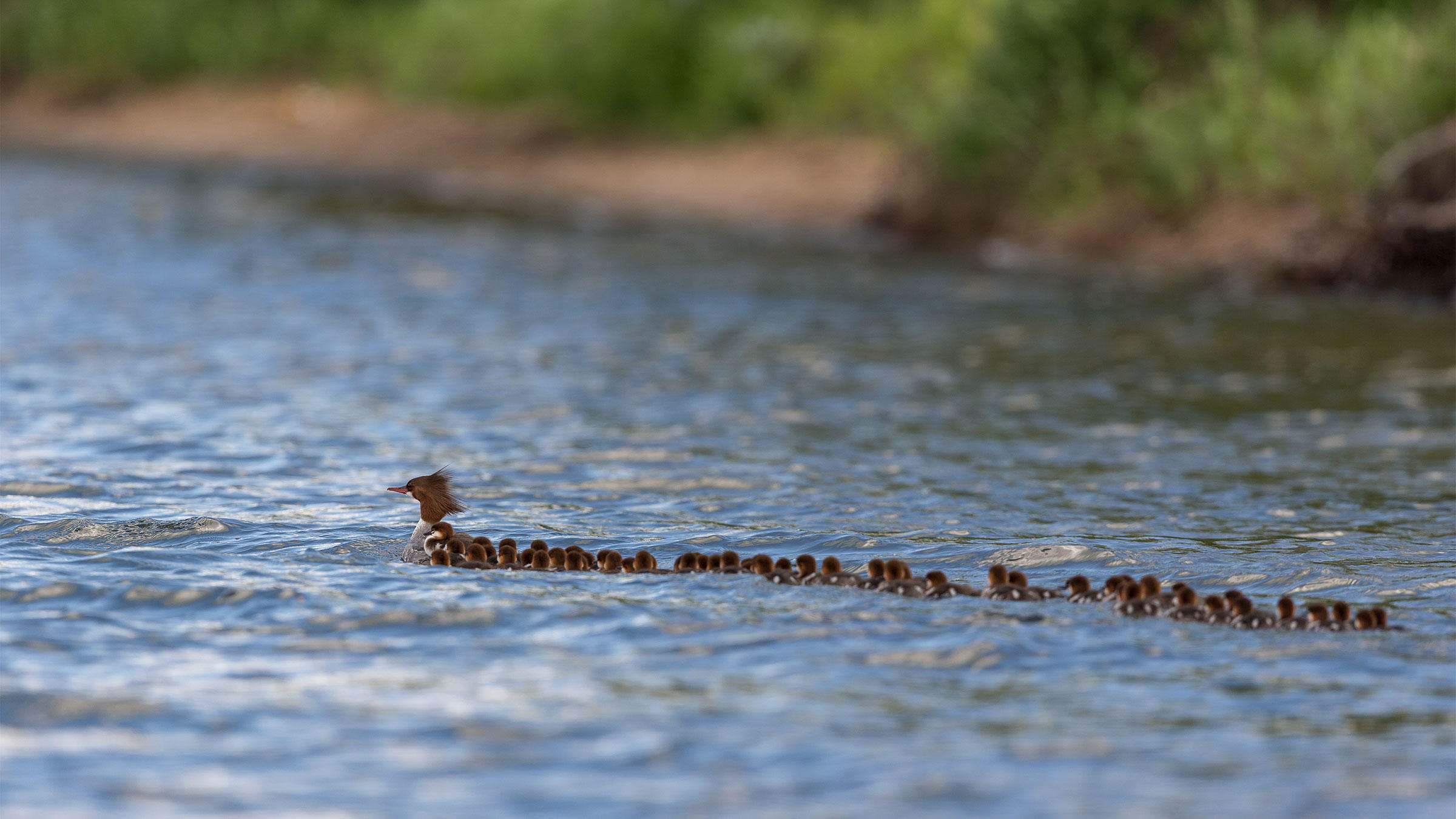 Superhero Mersanger momma with 56 ducklings in tow.