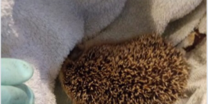 Hedgehogs are not free at your local municipal parks…