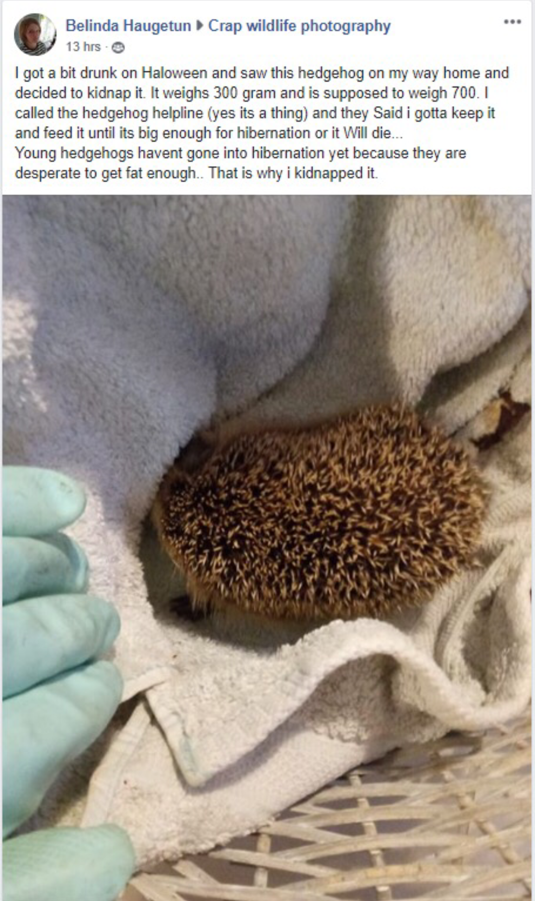 Hedgehogs are not free at your local municipal parks...