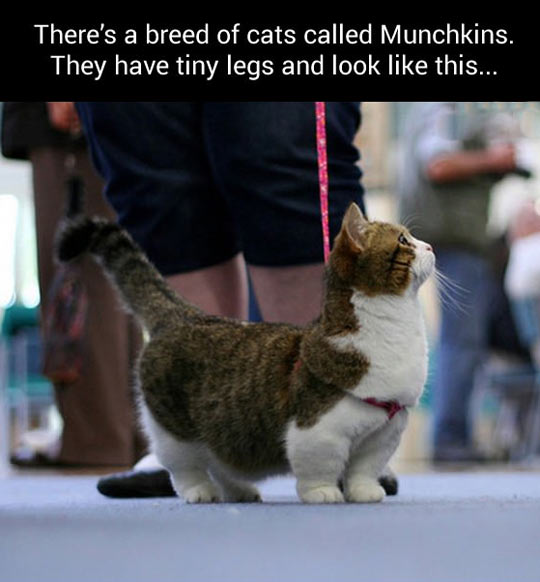 Munchkins!