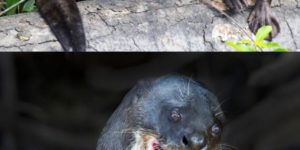 Giant otters are terrifying.