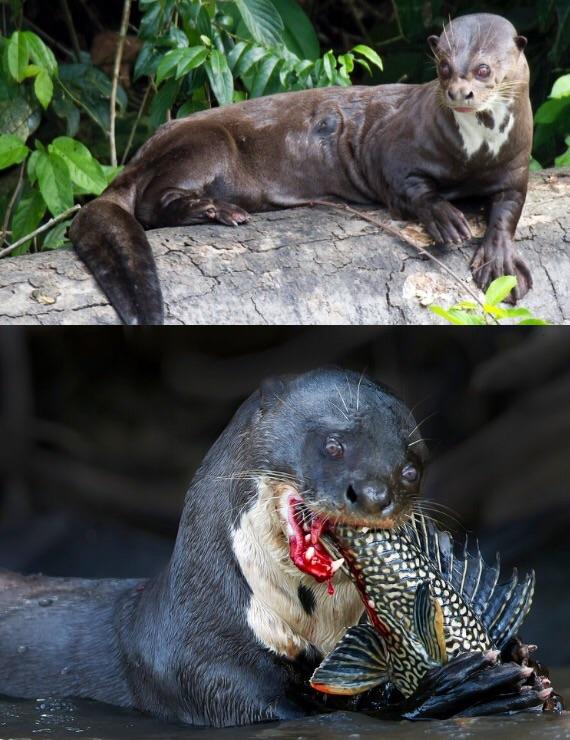 Giant otters are terrifying.