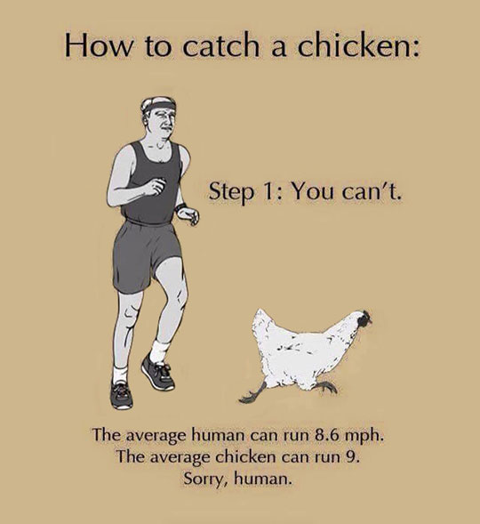 How to catch a chicken.