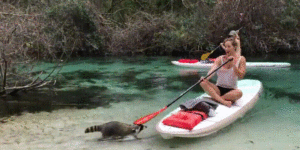 Raccoon robbing a girl in a kayak.