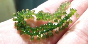 This strain of edible seaweed looks like a bunch of grapes, allegedly.