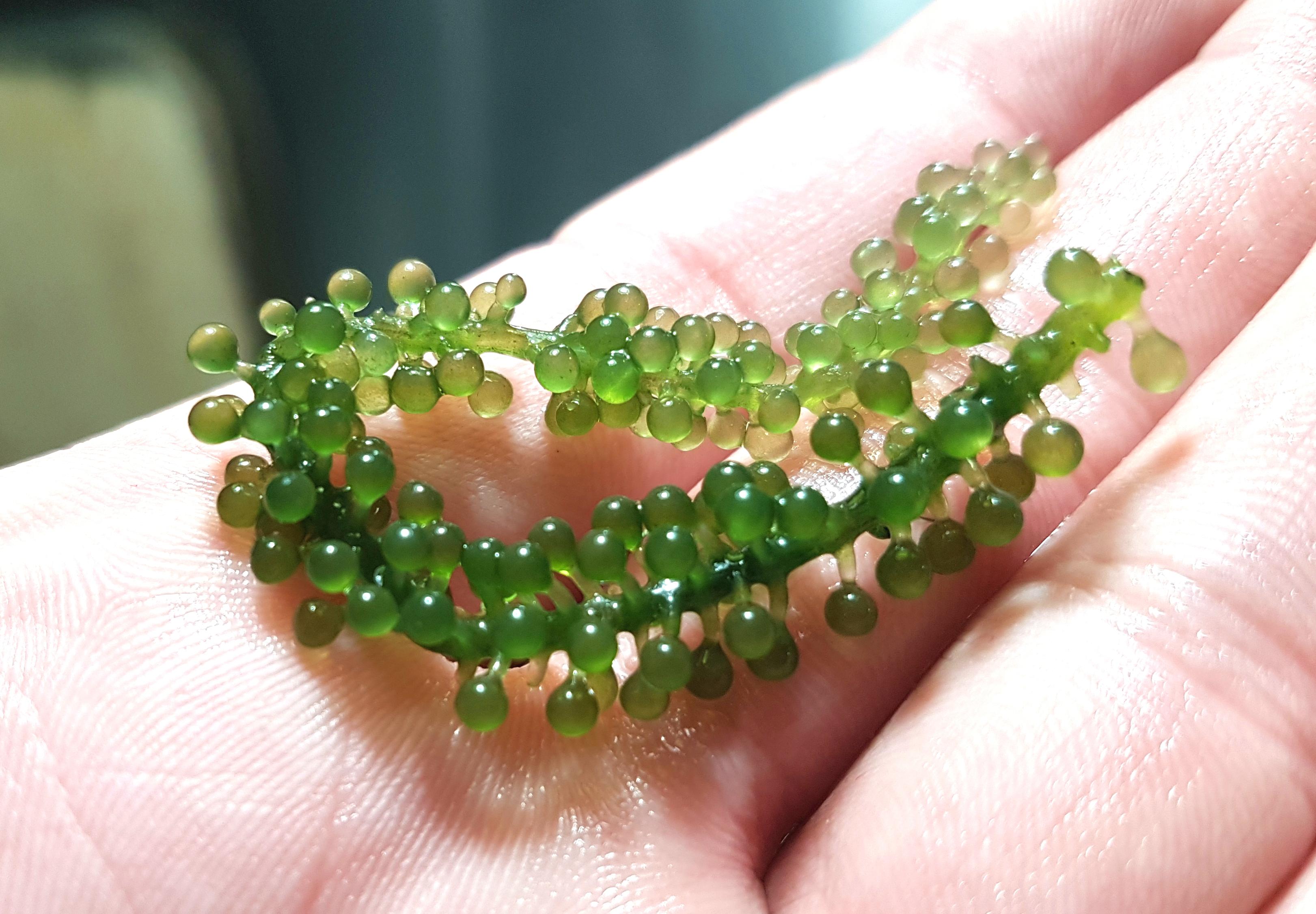 This strain of edible seaweed looks like a bunch of grapes, allegedly.