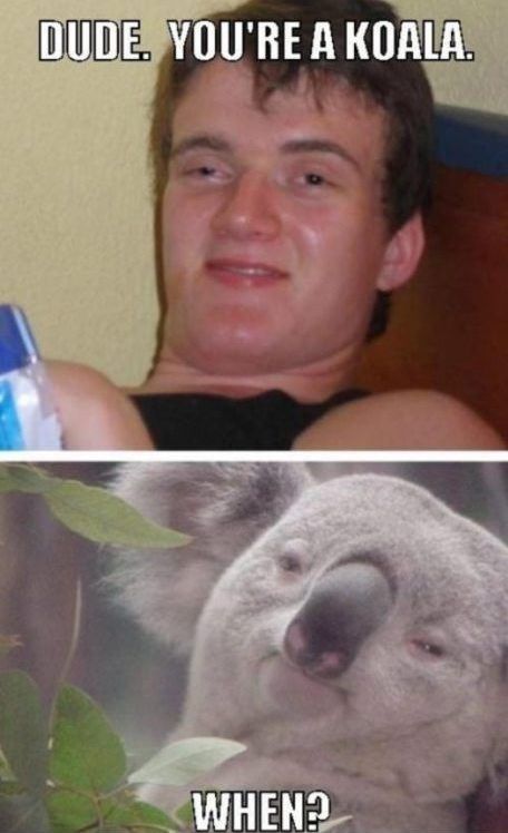 Dude. You're a Koala.