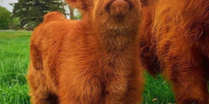 Fluffy Scottish Highland Calf!!