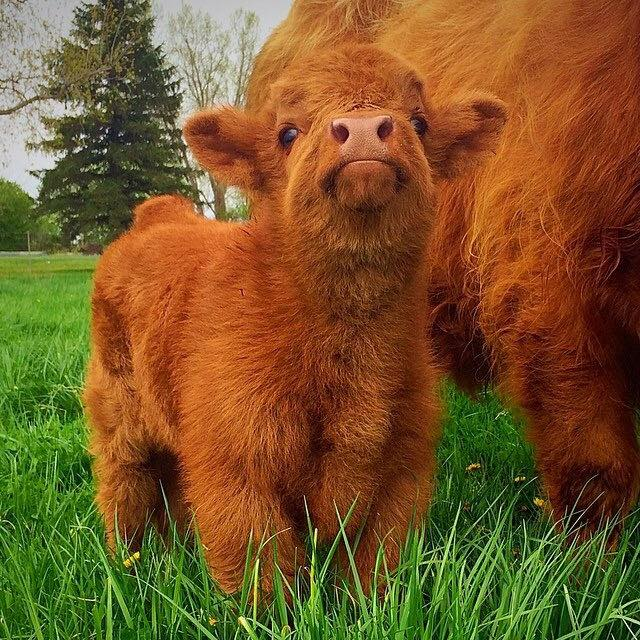 Fluffy Scottish Highland Calf!!