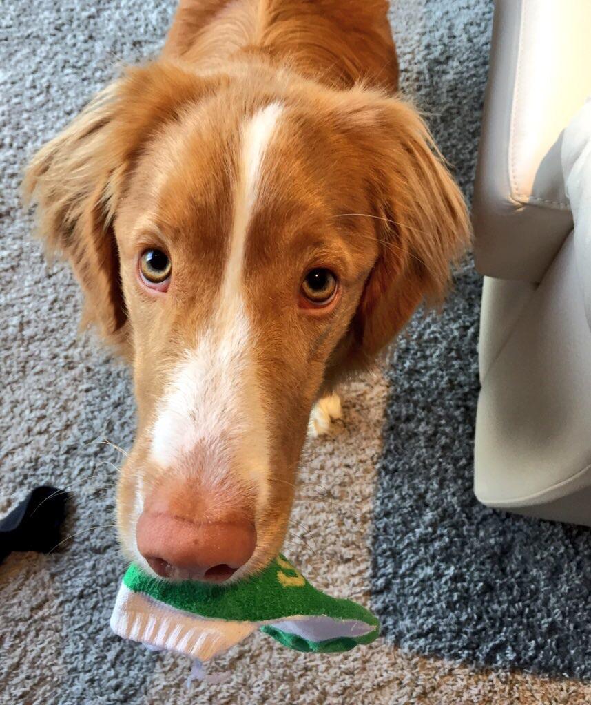 Whenever I am sad he brings me a sock