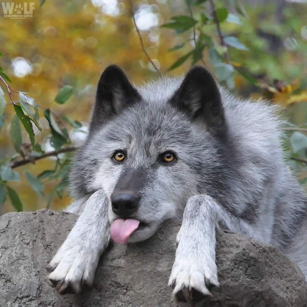 Wolves go blep, also. 