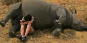 A nature reserve worker weeping beside a poached rhino.