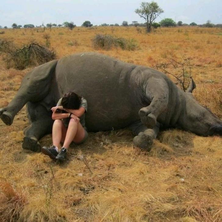 A nature reserve worker weeping beside a poached rhino.