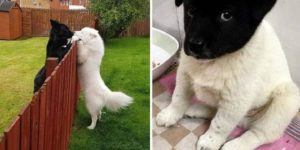 When two puppers love each other very much…