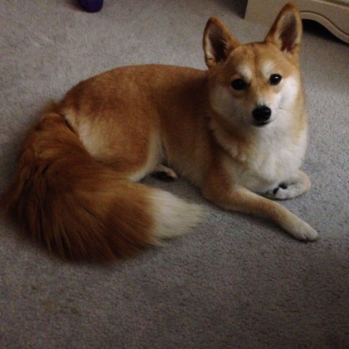 What does the shiba inu fox say?