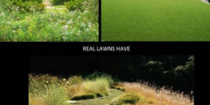 Stop mowing your lawn, basically…?