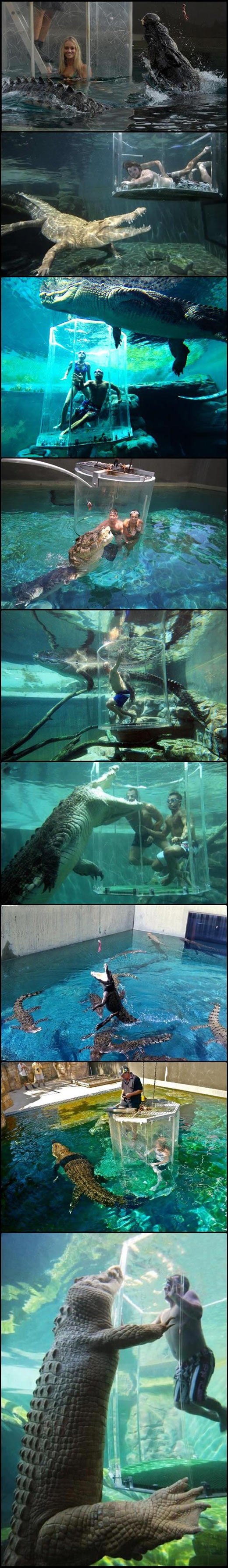 Swimming with alligators.