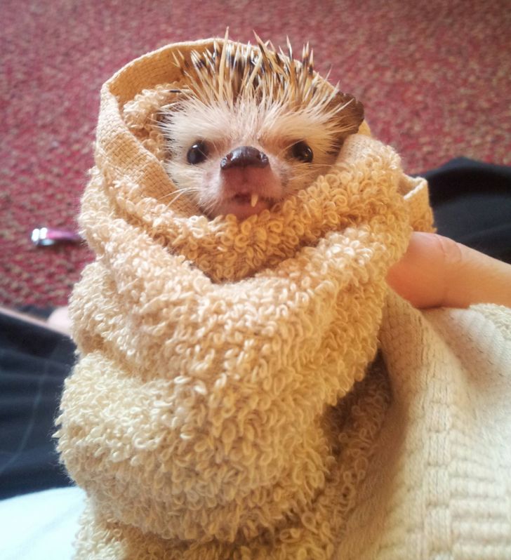 The scraggly one toothed hedgehog after his bath last night.