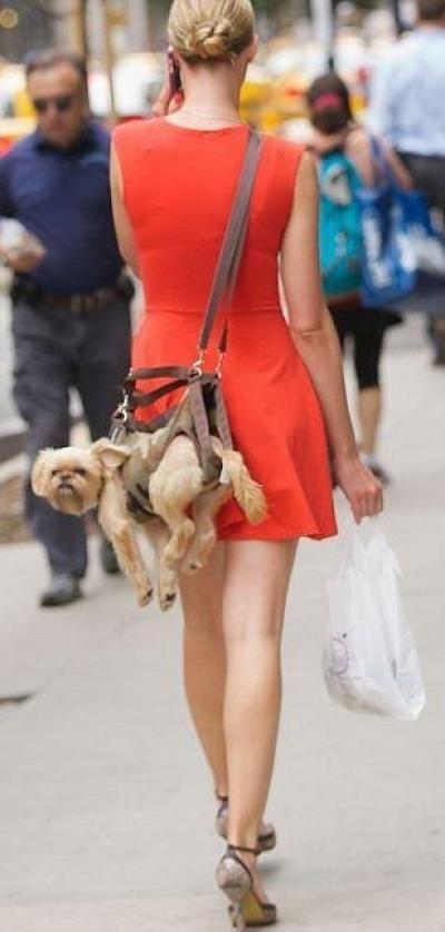 i like to imagine that this dog has just completed a parachute jump and landed on a woman