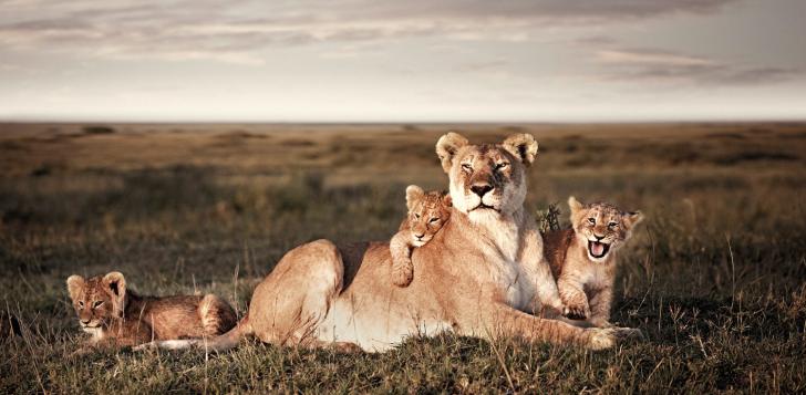 Lion family portrait