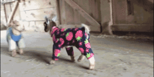 Baby Goats In Pajamas