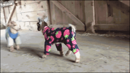 Baby Goats In Pajamas