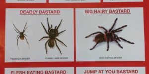 Australian+Spider+Chart