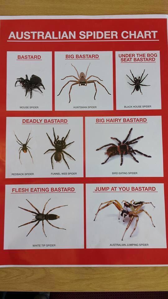 Australian Spider Chart