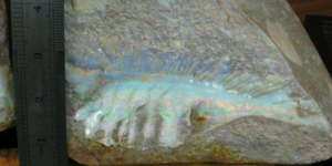 Opalized fish fossil