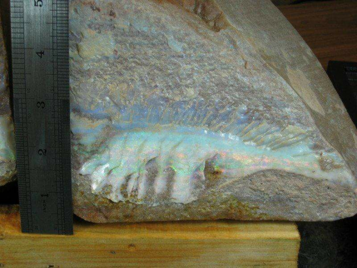 Opalized fish fossil