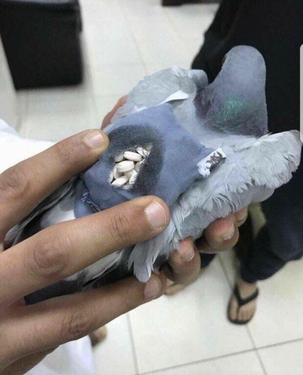 Police found a homing pigeon carrying 200 ecstasy pills in a little backpack.